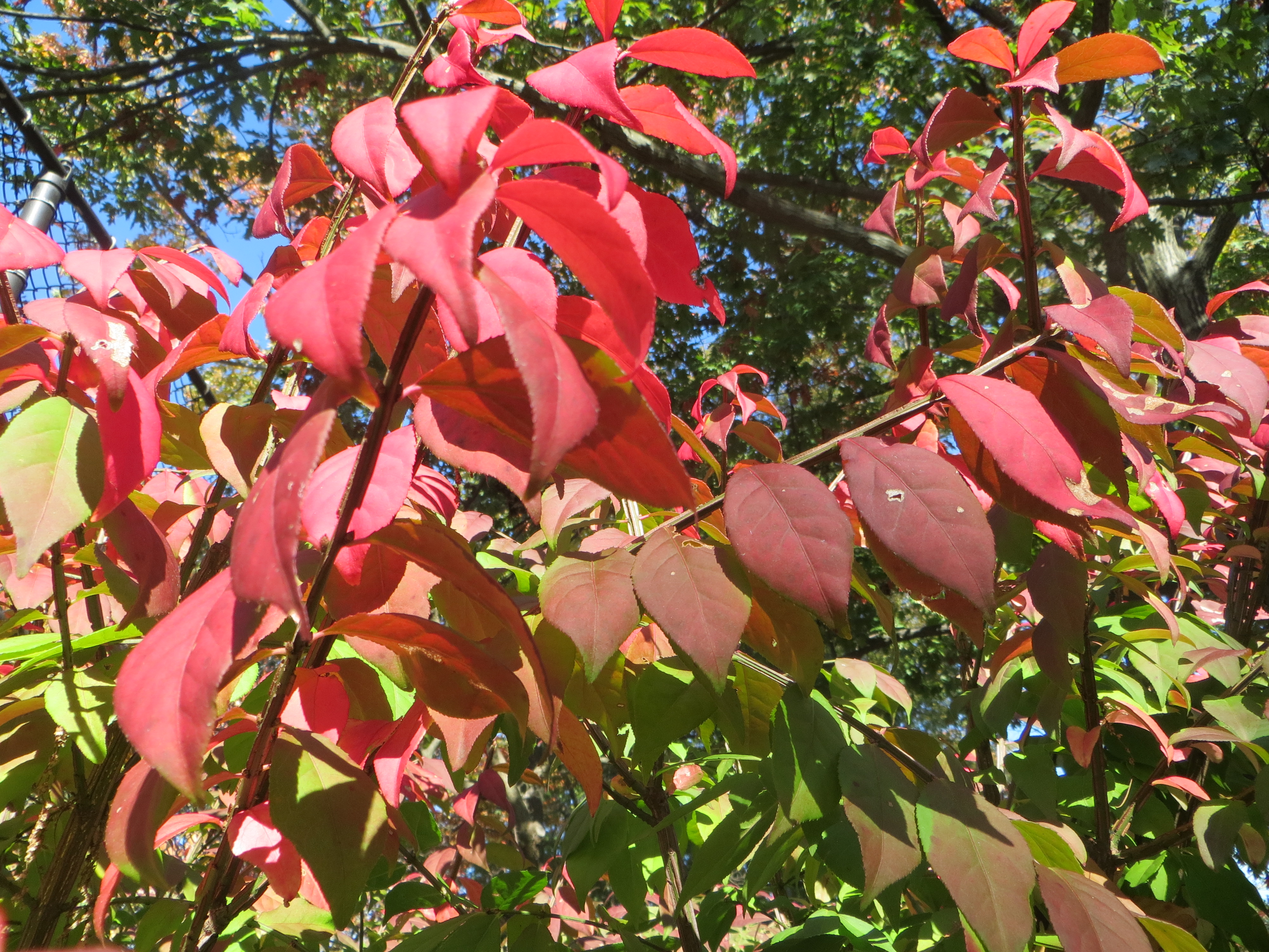 leaves