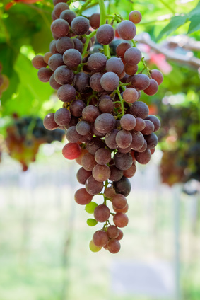 grapes