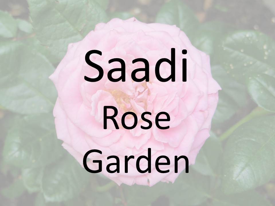 Saadi