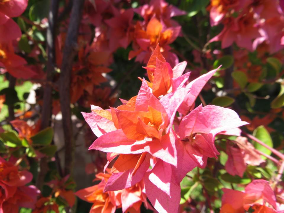 zam flower
